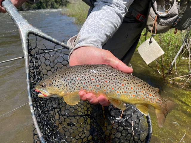 Fishing report 6-9-24